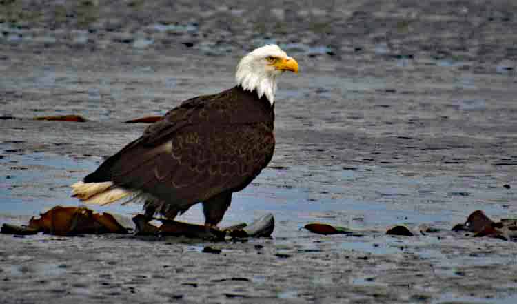 eagles on beach